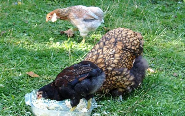 29082015 tac les pieds dans le plat du gouter