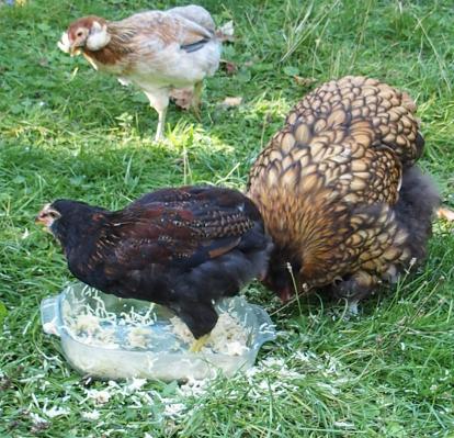 29082015 tac les pieds dans le plat et picatchou attend