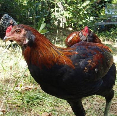 29082016 andro et tac coquelet et coq araucana