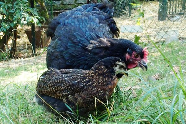 29082016 Fisellle - poussin Araucana et zoe
