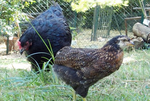 29082016 fiselle petite araucana et zoe poule orpi 1