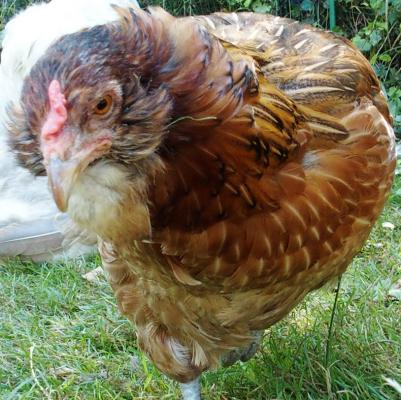 29082016 portrait d edith poule araucana saumon dore