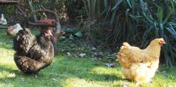 29122014 sortie entre fille dans jardin