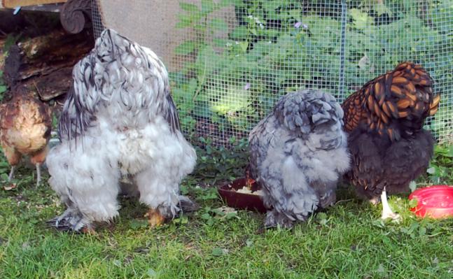 31082015 belle rangee de derrieres