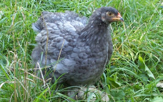 31082015 blueberry poulette cochin bleu