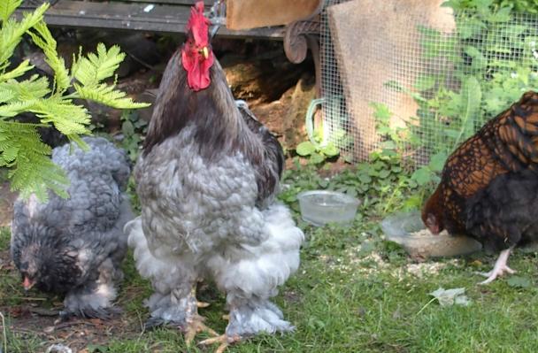 31082015 coq cochin bleu et poulette cochin bleu 1