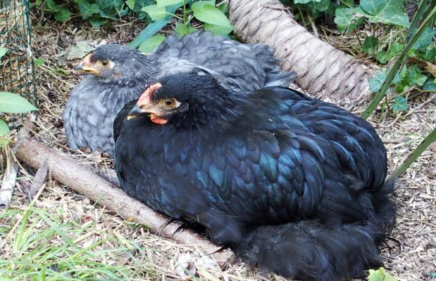 31082015 google coquelet cochin noir et poulette bleue
