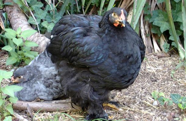 31082015 google coquelet cochin noir et poulette cochin bleue