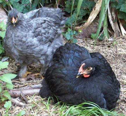 31082015 google et blueberry couple de jeunes cochins