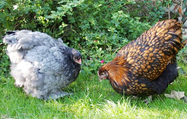 31082015 patachou cochin bleue avec fannie ofaln