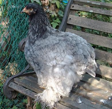 31082015 patachou perchee sur le banc