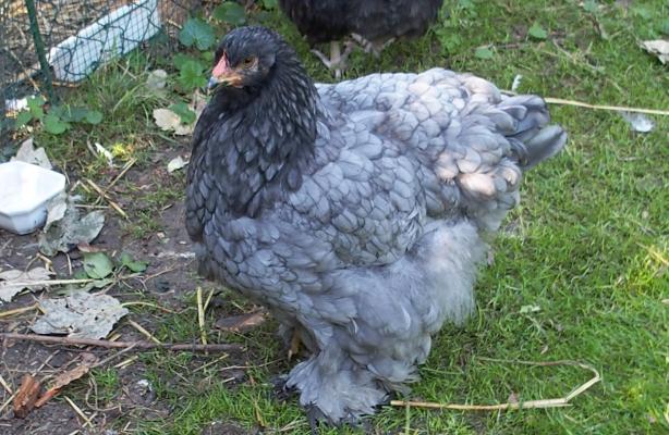 31082015 patachou poulette cochin bleu