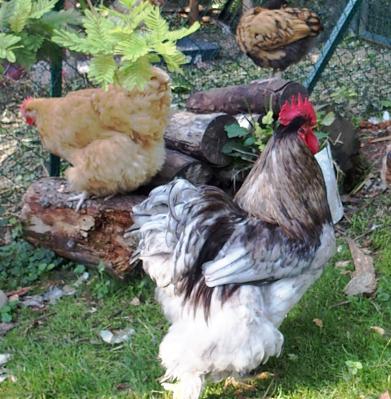 31082015 patty devant tas de bois c