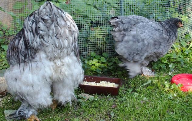 31082015 patty et patachou futurs reproducteurs