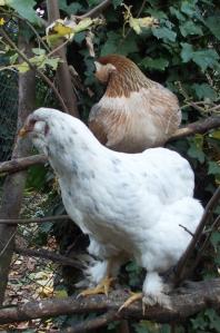 31092015 chouppa perchee