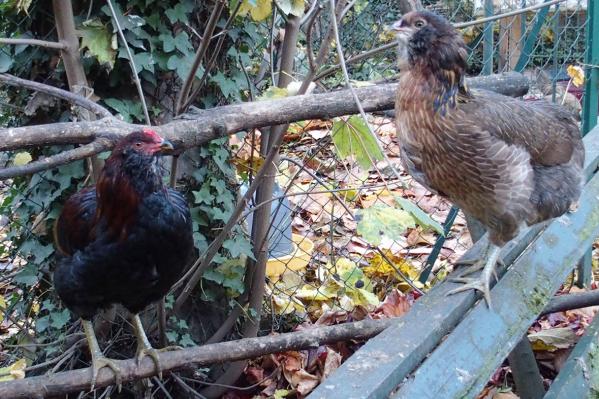 31102015 araucanas saumonnes dore brun perches