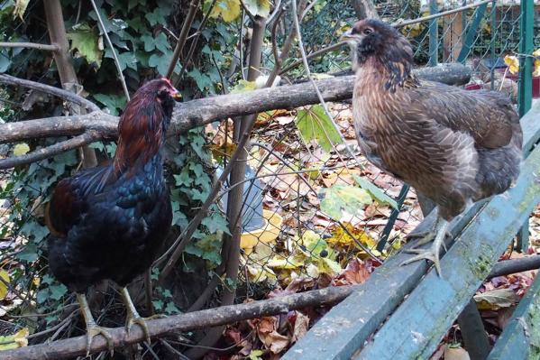 31102015 araucanas saumonnes dore brun