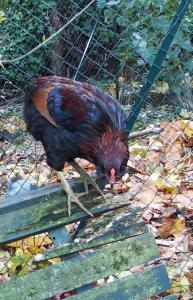 31102015 coquelet araucana sur vieux banc
