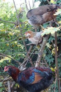 31102015 coquelet et poulettes araucana perches
