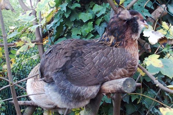 31102015 jeune araucana saumonee dore brun