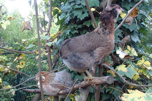 31102015 jeunes araucanas perchees 2
