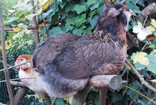 31102015 jeunes araucanas perchees