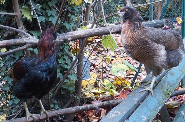 31102015 poulette et coquelet araucana saumones dore brun 1