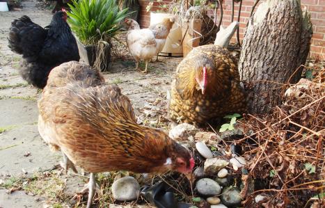 31122014 groupe de poules pres bassin 1