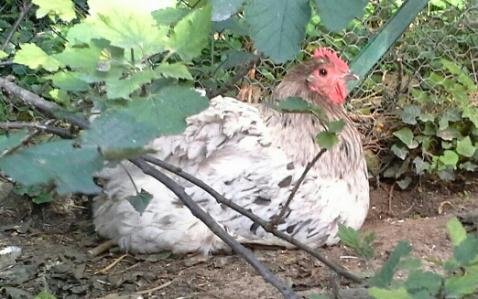 Poule Orpington a l'ombre