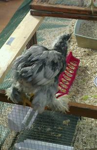 42 patty poussin cochin bleu sur son parcours 1