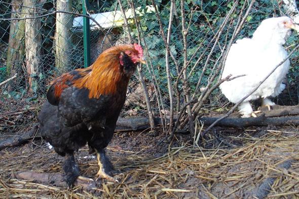 A vendre kogig de face petit coq croise de 6 mois