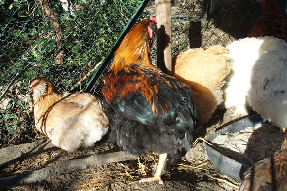 A vendre kogig petit coq croise vu de dos