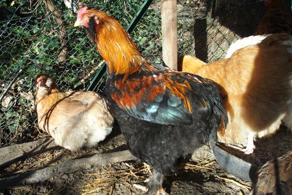 A vendre kogig petit coq croise vu de profil