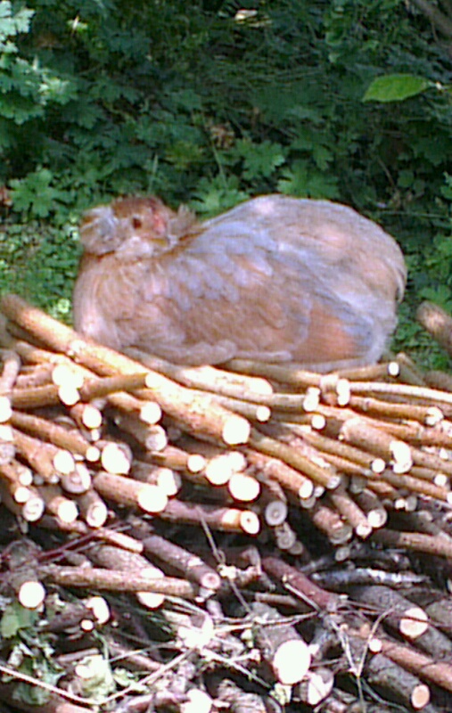 Chouppi, jeune araucana, au repos sur un tas de bois