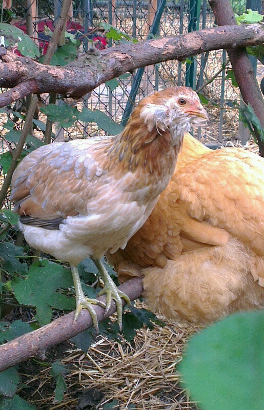 Jeune Araucana perchée avec poulette Orpington fauve