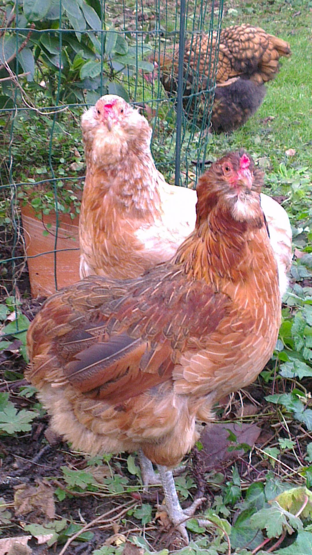 Judith et Edith, poules Araucana