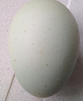 Bizarre oeuf de chouppi tache 1