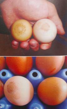 Bizarre oeufs de verre