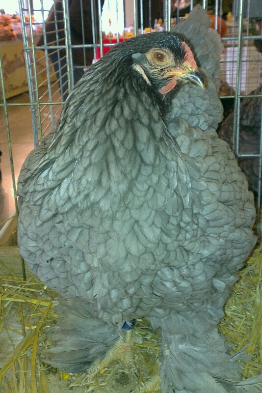 Une belle poule Brahma bleue GR