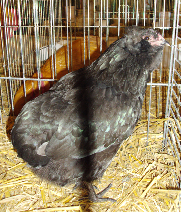Une poule Araucana noire