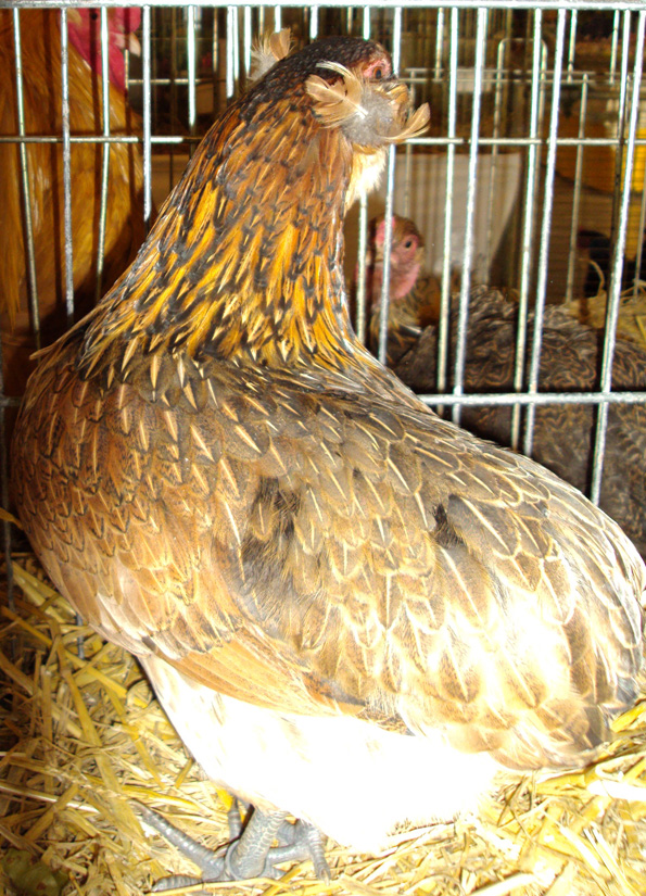 Une poule Araucana sauvage