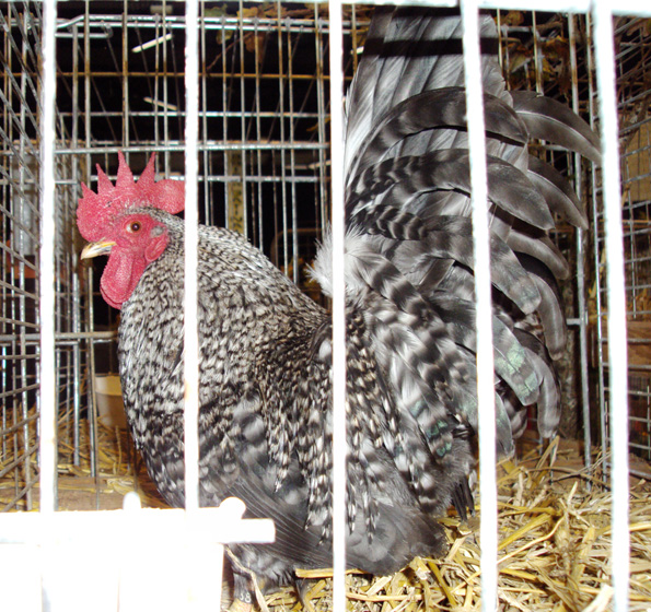 Beau coq Chabo coucou