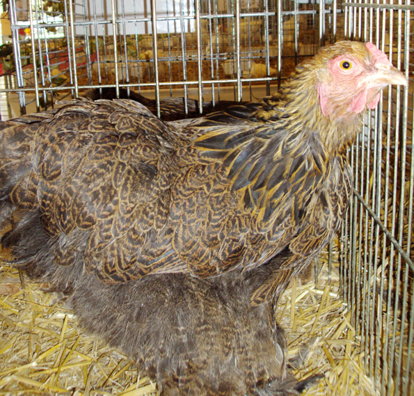 Poule Brahma maillé doré