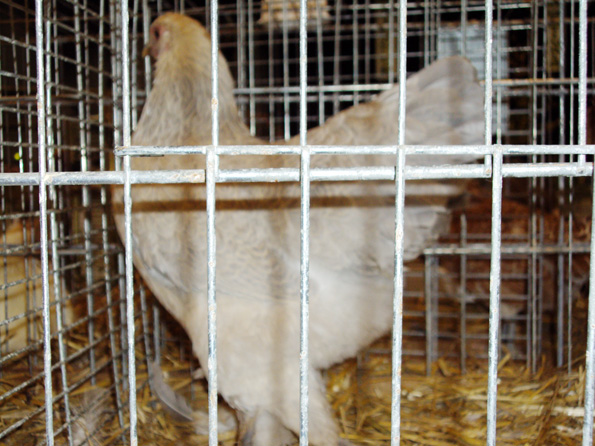 Poule Brahma naine