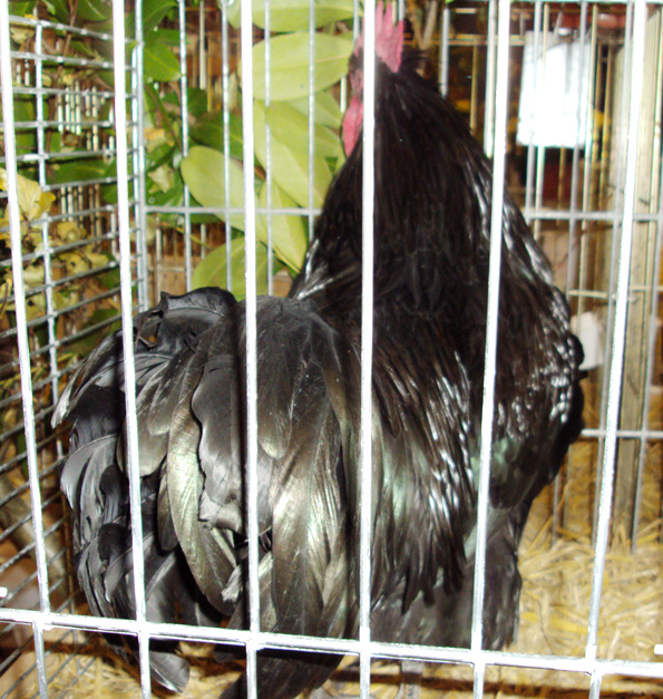Beau coq Australorp de dos