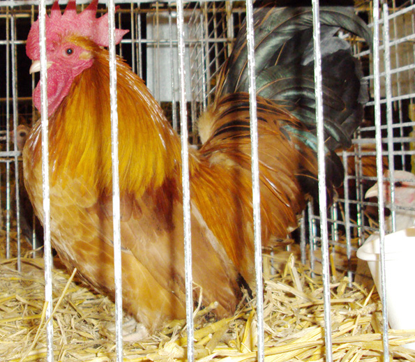 Un coq Chabo