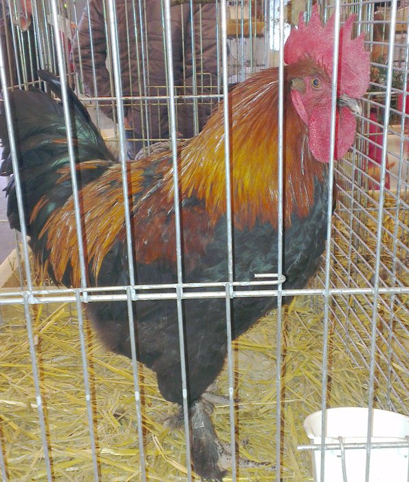 Autre coq marans