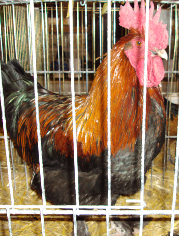 Beau coq marans