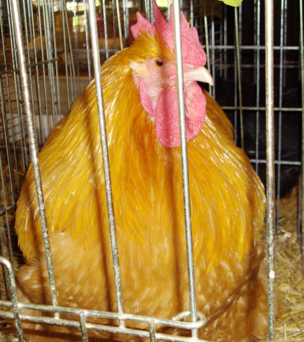 Un beau coq orpington