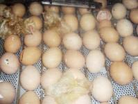 Brie cr 2014 eclosion des oeufs